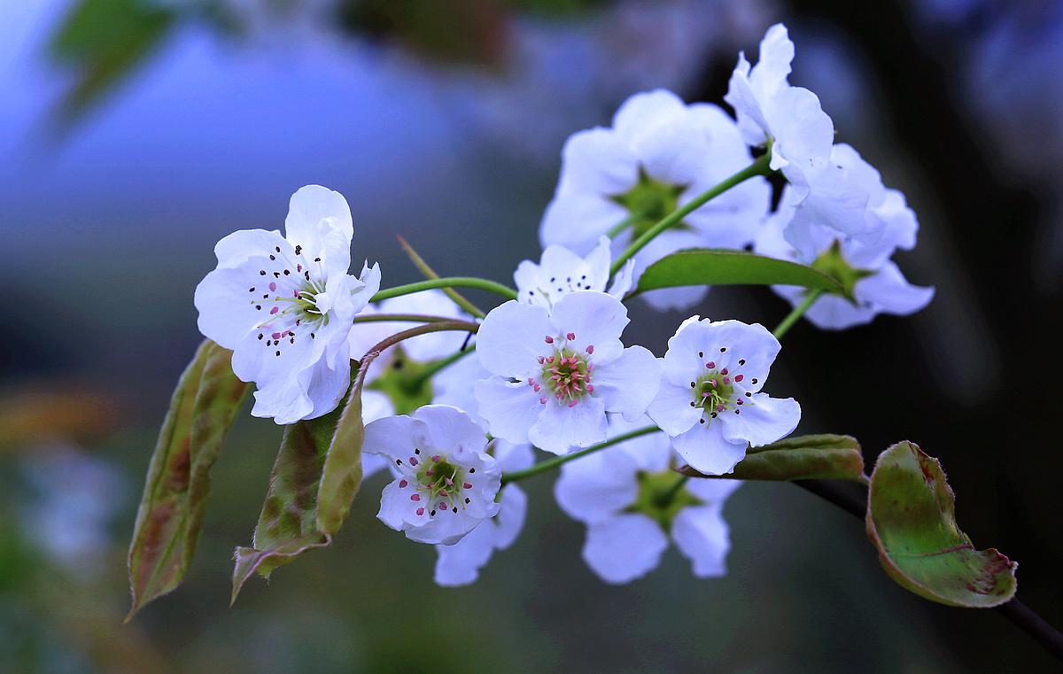 春風(fēng)硬齒面廠家