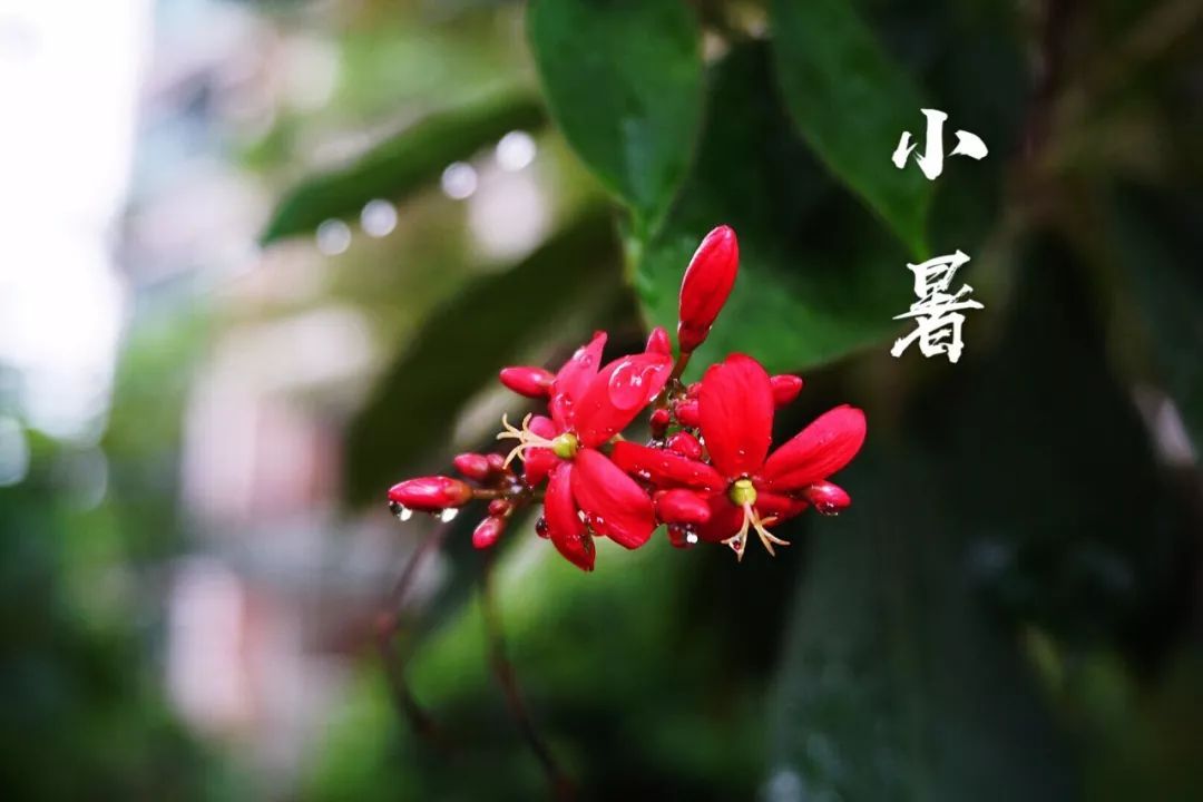 小暑|時(shí)光無(wú)涯，KA螺旋錐減速機(jī)廠(chǎng)家